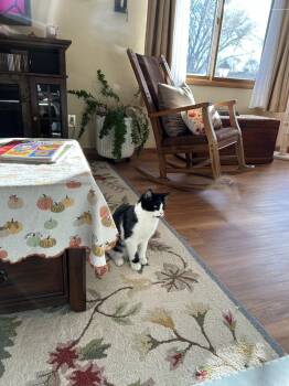 Rescue Domestic Short Hair Cats for Adoption - Milkshake | PetCurious