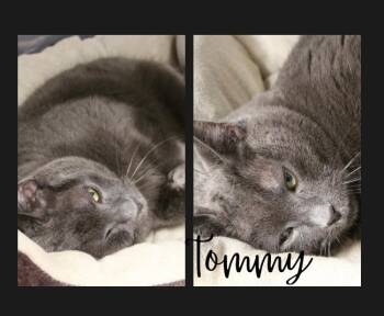 Domestic Short Hair Cats Available for Adoption - Tommy- Shop Cat | PetCurious