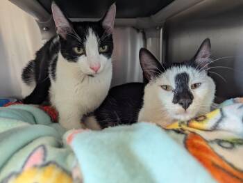 Domestic Short Hair Cats Available for Adoption - Rorschach & Inky | PetCurious