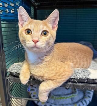 Dylan -  Domestic Short Hair and Tabby Cat for Adoption in Pompano Beach, Florida - Dylan | PetCurious