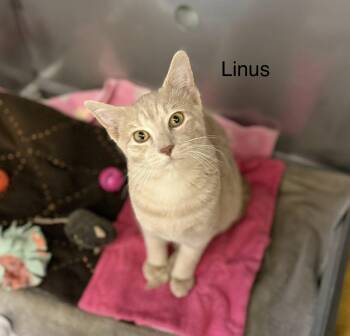 Domestic Short Hair Cats Available for Adoption - Linus | PetCurious