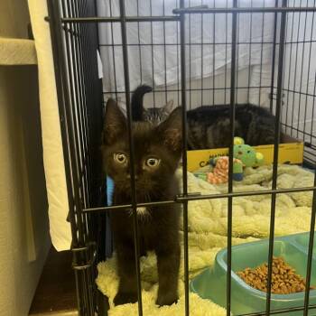 Peppa 1 -  Domestic Short Hair Cat for Adoption in Spokane, Washington - Peppa 1 | PetCurious
