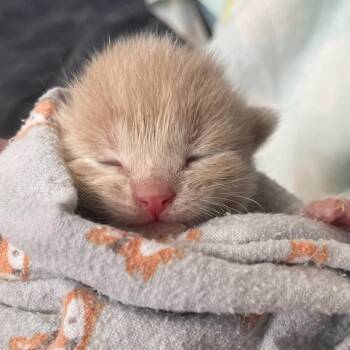 Domestic Short Hair Cats Available for Adoption in Bentonville, Arkansas - Gunther | PetCurious