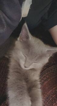 Domestic Short Hair Cats Available for Adoption in Trenton, Maine - Lavender | PetCurious