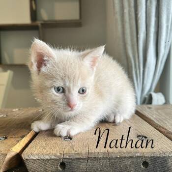 Domestic Short Hair Cats Available for Adoption in Duck River, Tennessee - Nathan | PetCurious