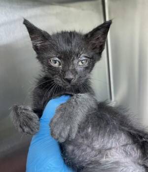Zaria -  Domestic Short Hair Cat for Adoption in Westland, Michigan - Zaria | PetCurious