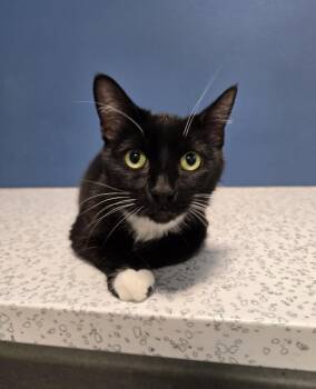 Skye -  Domestic Short Hair Cat for Adoption in Wellington, Kansas - Skye | PetCurious