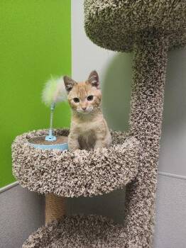 Domestic Short Hair Cats Available for Adoption in Jackson, Tennessee - Elfie | PetCurious