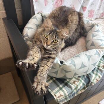 Maeve -  Domestic Medium Hair Cat for Adoption in Winchester, Virginia - Maeve | PetCurious