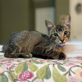 Fig -  Domestic Short Hair Cat for Adoption in Cumming, Georgia - Fig | PetCurious