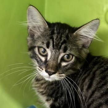 Grand Boss -  Domestic Short Hair Cat for Adoption in Austin, Texas - Grand Boss | PetCurious