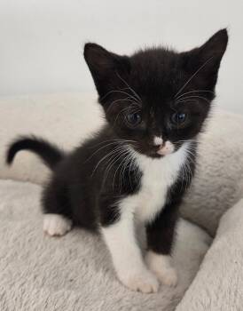 Rescue Tuxedo and Domestic Short Hair Cats for Adoption in Red Bank, New Jersey - Mischief | PetCurious