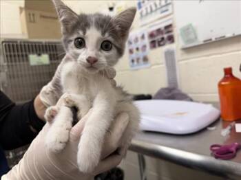 GEMINI -  Domestic Short Hair Cat for Adoption in Santa Fe, New Mexico - GEMINI | PetCurious