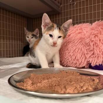 Chip City -  Domestic Short Hair Cat for Adoption - Chip City | PetCurious