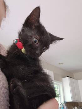 Domestic Short Hair Cats Available for Adoption in Wheaton, Illinois - BlackJack | PetCurious