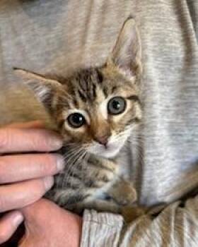 Domestic Short Hair Cats Available for Adoption in San Francisco, California - Bandit II | PetCurious