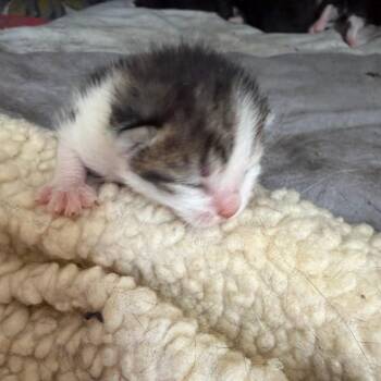 Peabody -  Domestic Short Hair Cat for Adoption in East Hanover, New Jersey - Peabody | PetCurious