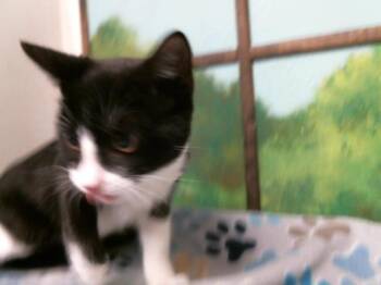 Domestic Short Hair Cats Available for Adoption in Houston, Texas - MICHI | PetCurious