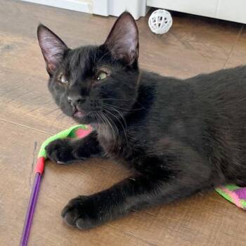 Domestic Short Hair Cats Available for Adoption - Ben -- Bonded Buddy With Sofi | PetCurious