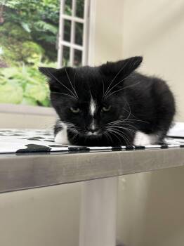 Mingo -  Domestic Short Hair Cat for Adoption in Lancaster, Pennsylvania - Mingo | PetCurious