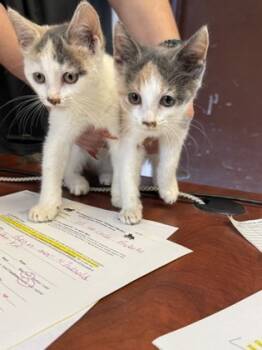 Rescue Domestic Short Hair Cats for Adoption in Reidsville, North Carolina - Lotus | PetCurious