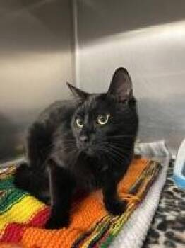 Domestic Short Hair Cats Available for Adoption - Rami | PetCurious