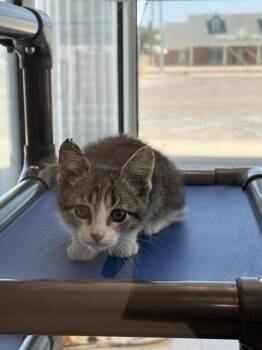 Linda -  Domestic Short Hair Cat for Adoption in Hobbs, New Mexico - Linda | PetCurious