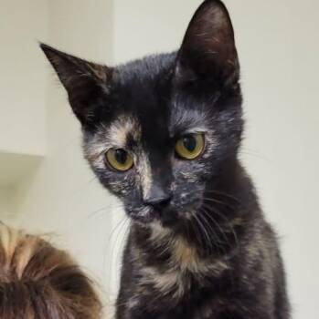 Tortoiseshell Cats Available for Adoption in Mazon, Illinois - Pepper | PetCurious
