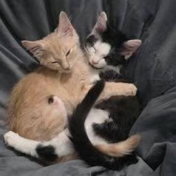 Ding -  Domestic Short Hair Cat for Adoption in Chattanooga, Tennessee - Ding | PetCurious