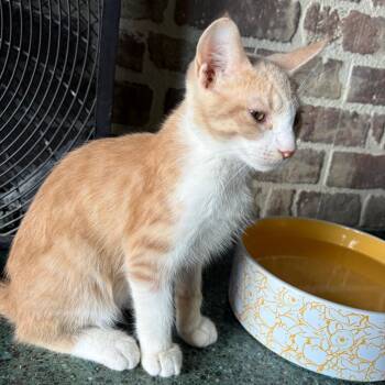 Kuzco -  Domestic Short Hair Cat for Adoption in Chico, California - Kuzco | PetCurious