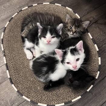 Domestic Short Hair Cats Available for Adoption in Fairfax Station, Virginia - Snake | PetCurious