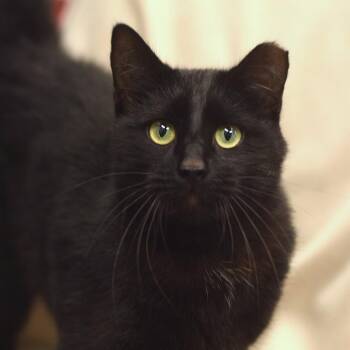 Owala - Petsmart Belleville -  Domestic Short Hair Cat Available for Adoption in Belleville, Illinois - Owala - Petsmart Belleville | PetCurious