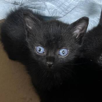 Doe -  Domestic Short Hair Cat for Adoption in Newark, New Jersey - Doe | PetCurious