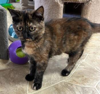 Rescue Domestic Short Hair Cats for Adoption in Neillsville, Wisconsin - Freya | PetCurious