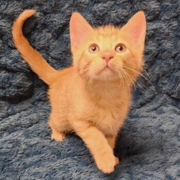 Slushy -  Domestic Short Hair Cat for Adoption in Brighton, Missouri - Slushy | PetCurious