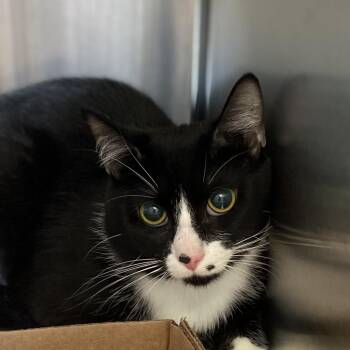 Domestic Short Hair Cats Available for Adoption - Ruckus | PetCurious