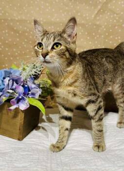 Domestic Short Hair Cats Available for Adoption in Groveland, Massachusetts - Eclair | PetCurious