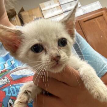 Niran - 082705U2 -  Siamese and Domestic Short Hair Cat for Adoption in Tupelo, Mississippi - Niran - 082705U2 | PetCurious