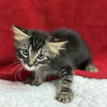 Bram -  Domestic Medium Hair and Domestic Short Hair Cat for Adoption in Bullhead City, Arizona - Bram | PetCurious