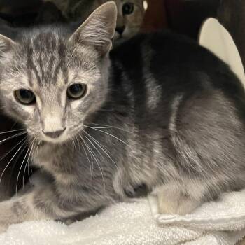 ASAP -  Domestic Short Hair Cat for Adoption in Pasadena, California - ASAP | PetCurious
