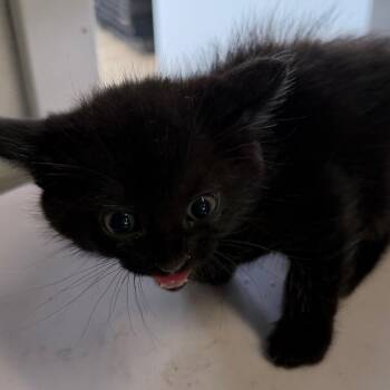 Kip -  Domestic Medium Hair Cat for Adoption in Floresville, Texas - Kip | PetCurious