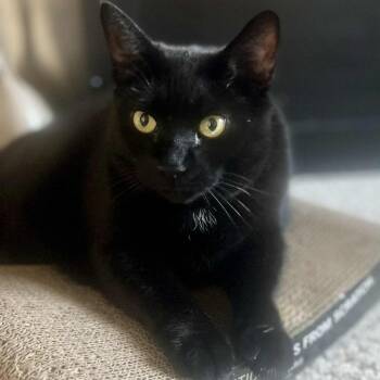 Rescue Domestic Short Hair Cats for Adoption in Ephrata, Pennsylvania - Wednesday | PetCurious