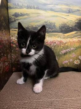 Jalapeno -  Tuxedo Cat for Adoption in Calgary, Alberta - Jalapeno | PetCurious