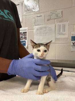 Rescue Domestic Short Hair Cats for Adoption in Raleigh, North Carolina - Ghost Face | PetCurious