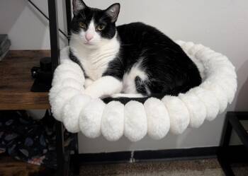 Freddie Meowcury -  Domestic Short Hair Cat for Adoption in Pearland, Texas - Freddie Meowcury | PetCurious
