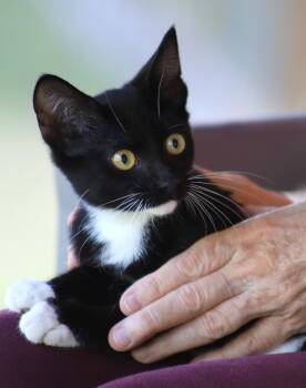 Brigadier -  Domestic Short Hair Cat for Adoption in North Fort Myers, Florida - Brigadier | PetCurious
