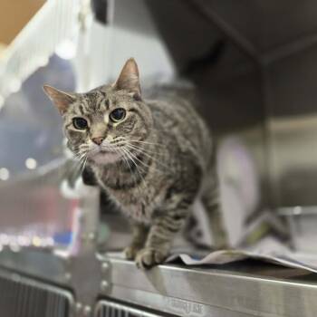 Kitty -  Domestic Short Hair Cat for Adoption in Madison, Wisconsin - Kitty | PetCurious