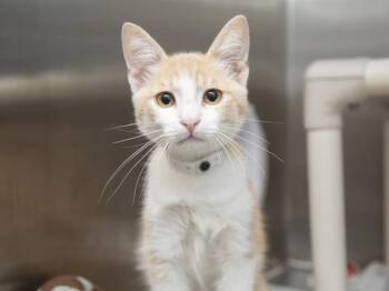SHURLU -  Domestic Short Hair Cat for Adoption in Phoenix, Arizona - SHURLU | PetCurious