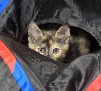 Heirloom -  Domestic Medium Hair and Domestic Short Hair Cat for Adoption in Roseville, California - Heirloom | PetCurious