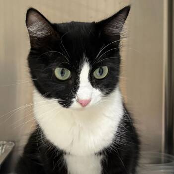 Monica -  Domestic Short Hair Cat for Adoption in Milton, Florida - Monica | PetCurious